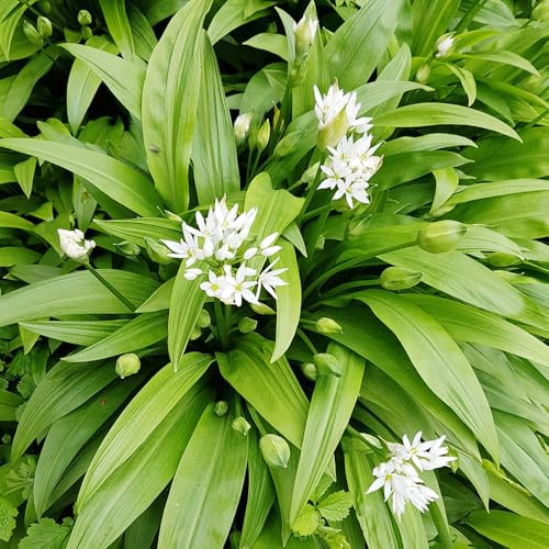 semillas de ajo silvestre - resistente ajo silvestre de interior exóticas en resistentes en, jardín 100pcs