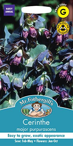 Mr Fothergill's 19961 Flower Seeds, CERINTHE Major purpurascens, Blue