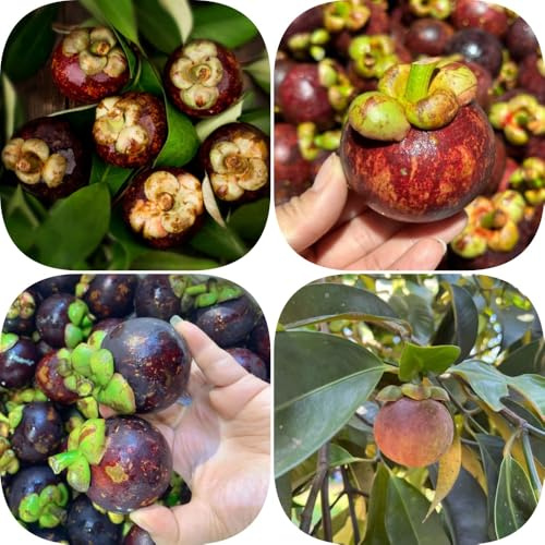 Semi di mangostano - da frutto colonnari raro esotico da balcone frutto colonnari semi di colonnare vecchie varietà nani, resistenti comprare 50pcs