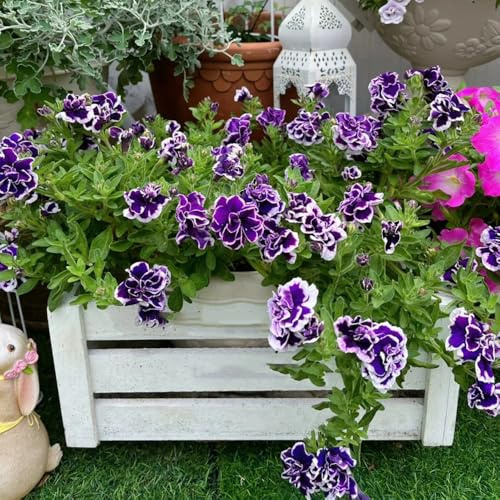 semillas de petunia, petunias colgantes colgantes de interior petunias primavera, resistentes en macetas semillas balcón pradera 1500semillas