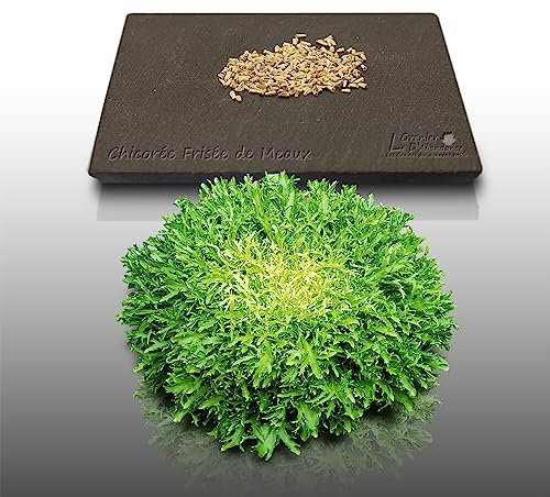 250 graines à semer - Le Grenier d'Abondance - CHICOREE FRISEE de Meaux - Cichorium