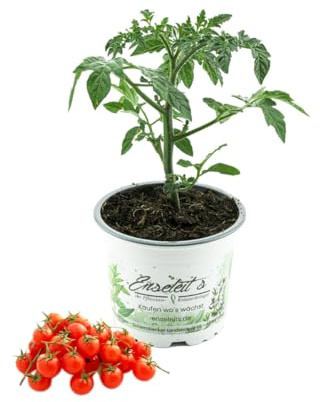 Wildtomate 'Rote Murmel', frische Tomatenpflanze