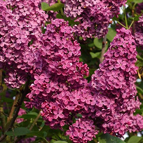 Syringa vulgaris “Souvenir de Louis Spaeth” (Lillà cinese) [Vaso Ø18cm]