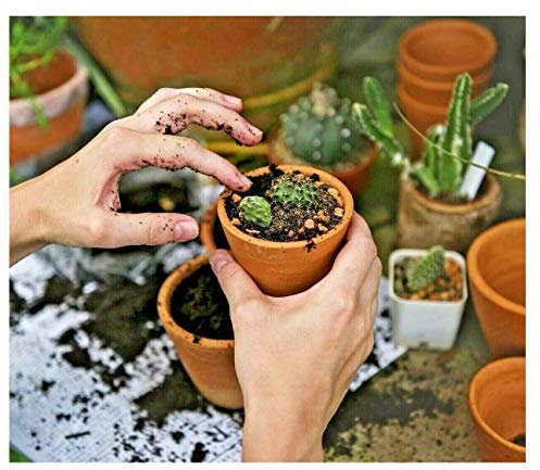 Mokuzai Cactus & Succulent Potting Compost - 1x Convenient Block to rehydrate - Fresh fast-drain organic cacti soil (1 Litre)