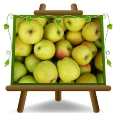 EURO PLANTS VIVAI Apfelbaum Sorte Gold Rush – Obstpflanze im Obstpflanze im Topf Ø 24/26 cm – Höhe max. 160–180 cm – Alter 4 Jahre – Italienische Baumschule