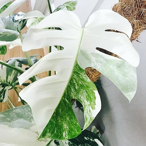 PERZOE 100 piezas de semillas de plantas de hojas de tortuga de Palma de Monstera blanca, decoración de bonsái de balcón de jardín Semillas de Monstera 100pcs