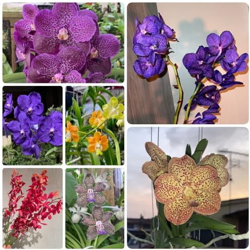 Semi pendenti di orchidea Vanda, semi di orchidea regali sostenibili decorazione soggiorno da giardino perenni 100pcs
