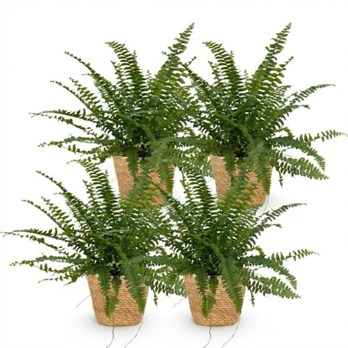 Nephrolepsis Exaltata Green Lady Feln – Set di 4 piante da interno nel cestello Ø 12 cm altezza 25 cm – Pianta verde adatta agli animali domestici – Purificazione dell'aria e facile da pulire – per