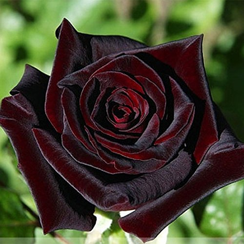 ADB Inc Nero Baccara Hybrid Seeds Rosa Arbusto di fiori