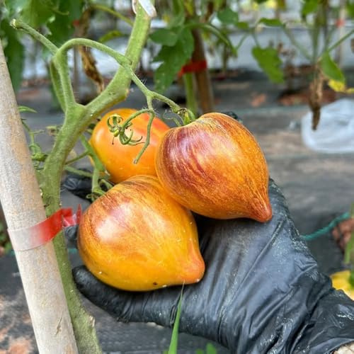 tomatensamen alte sorten, winterharte garten, hochbeet indoor seltene 150pcs