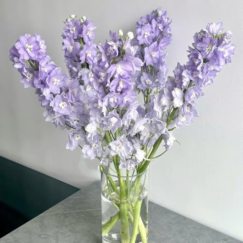 Semillas resistentes de la delphinium de perennes, decoración de otoño de delphinium de perennes resistentes de jardín, 600pcs