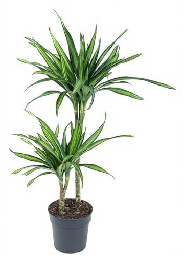 Dracaena Riki Drachenbaum schmalblättrig grün Zimmerpflanze ca 100 cm Höhe