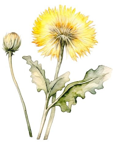 GRAZDesign Wandtattoo Löwenzahn Pusteblume gelbe Blume Wandaufkleber Wohnzimmer Schlafzimmer Flur - Aufkleber selbstklebend - 61x50cm