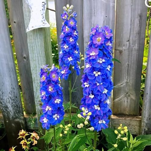 Semi di Delphinium - semi di Larkspur - da balcone resistenti biologici 350pcs