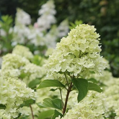 Rispenhortensie 'Little Lime'® - Rispenhortensie 'Little Lime'® - 25-30 cm Topf