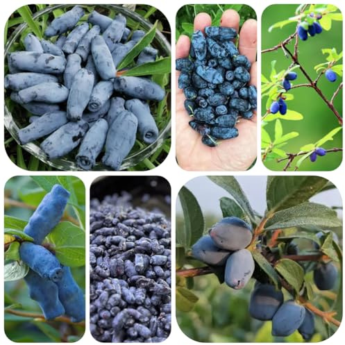 semi di lonicera caerulea da colonnari Mirtillo siberiano rare di giardino resistente da appartamento decorazione 85pcs