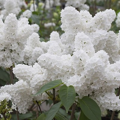 Graines De Lilas Blanc Japonais (Très Parfumées)