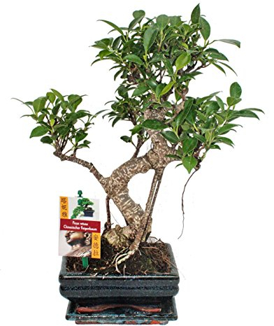 Chinese fig tree - Ficus retusa - 6 years
