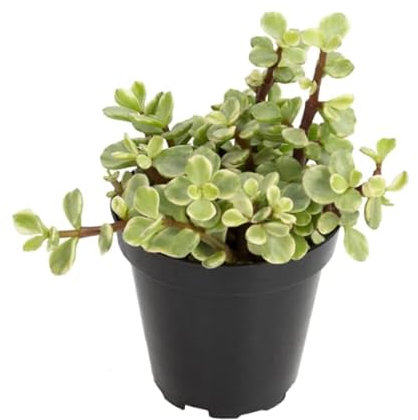 DECOALIVE Árbol de la Abundancia de Dos Colores Portulacaria Variegata Planta Natural