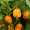 Semillas de Ají Trinidad Scorpion Amarillo - Planta de Chile Exótica Súper Picante Variedad de Semillas Garantizada Polinizada Abierta