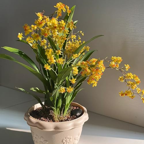 semillas de orquídea oncidium - silvestres de balcón resistentes para el jardín interior, cortadas primavera, silvestres para lugares 75pcs
