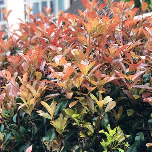 Photinia red robin - semi di resistenti giardino autunnale, 300pcs