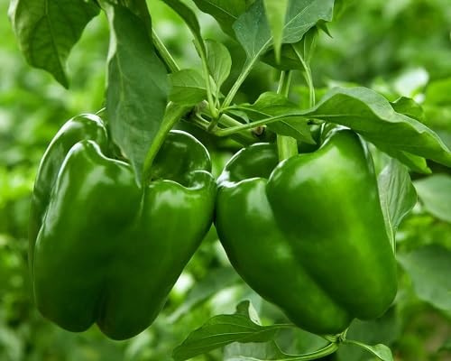 Semi di peperone verde 100 pezzi per la semina