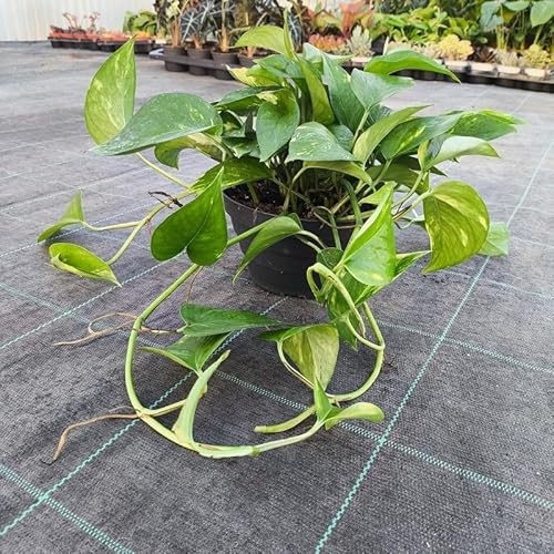 PianteWeb pw-pothos-17