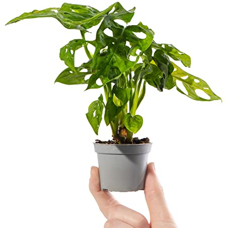Baby Window-Leaf Monstera Plant - Monstera Obliqua Small Rare Indoor Houseplant in 6cm Pot | Mini Plant with Perforated Foliage | for Home and Office | Grow Your Own Baby Plants