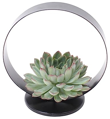 ROOTLESS by Aloe Demi | echte Sukkulent grün auf Tisch Deko Metall Standard Ø20 cm | Echeveria Pulidonis Ø12-14 cm - 5 cm | echte Sukkulent Pflanzen | Succulenten | Kakteen | Sukkulent | Kaktus