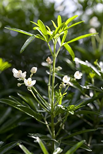 Orangenblume Choisya ternata White Dazzler 40-60 cm winterhart | Duftende weiße Blüten, sonnig bis halbschattig, schnittverträglich, für Terrasse und Garten, robuste Zierpflanze