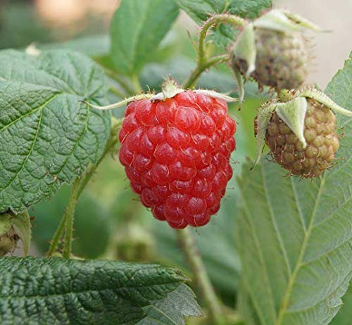 Autumn Bliss, herbsttragende Himbeere, 60-80cm im Topf