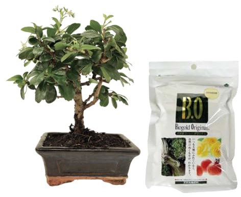 Verdecora Bonsái Carmona 5 años | En maceta de cerámica 15x10x5cm + Biogold 900gr | Carmona microphylla | Planta Natural de Interior | Follaje Compacto y Flores Pequeñas | Ideal para Decoración Zen