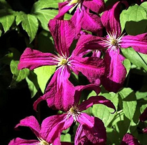 Waldrebe Gipsy Queen 40-60cm - Clematis