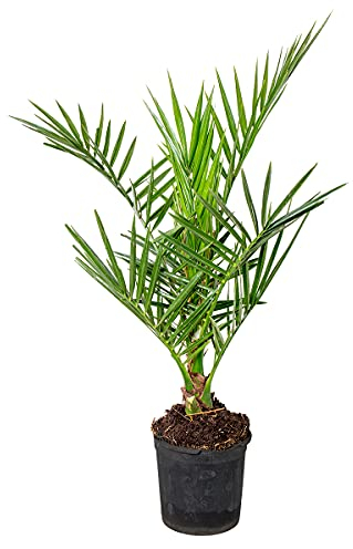 Bloomique - Phoenix Canariensis - Kanarische Dattelpalme - Palme - Balkonpflanzen Winterhart - Höhe 50-70 cm - Topf 15 cm