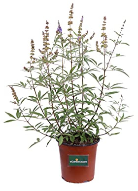 Pianta di Agnocasto Pianta di Vitex Agnus Castus pianta da esterno pianta da giardino pianta ornamentale di Agnocasto pianta vera di Vitex Agnus Castus venduta da eGarden.store