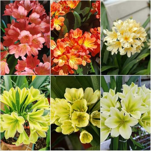 Clivia kaufen - stauden winterhart mehrjährig topfpflanzen balkon kräutergarten balkon wildkräuter kräutersamen 700samen
