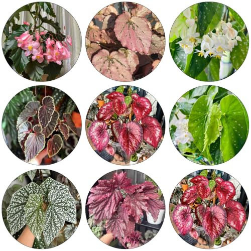 begonien heilkräuter gartenpflanzen winterharte stauden mehrjährig balkon deko kräutergarten kräuterbeet kräuterpflanzen kräutersamen pflanztöpfe wildkräuter kräuterbeet indoor 500samen