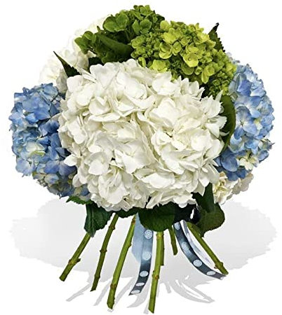 Bouquet d'hortensia frais | Hortensias blancs et bleus