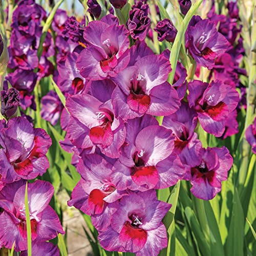 schone Begonia Summer Flowering Bulbs – Gorgeous Blooms of Vibrant Colours – Perennial – for Your Beautiful Garden (8X Gladiolus Largeflowering Velvet Eyes)