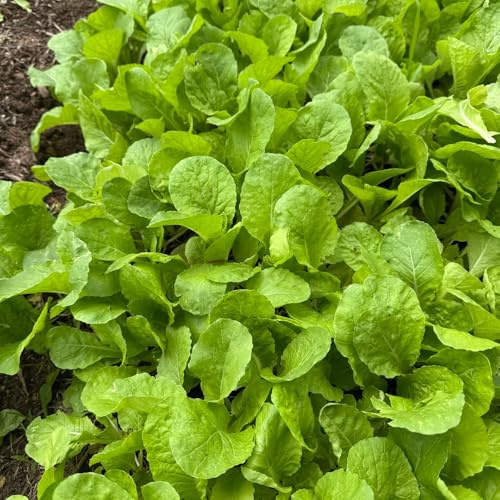 Las semillas de Pak Choi son resistentes al invierno, hojas mostaza china decoración para balcón interior exóticas 800pcs