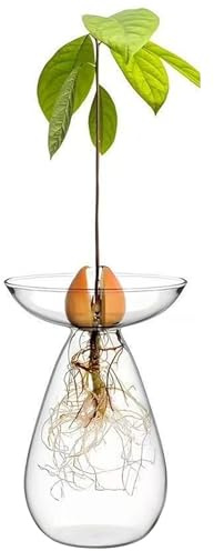 Avocado-Samen-Starter-Vase, klares Glas, Avocado-Vase, Pflanzgefäß, Hydrokultur-Pflanzen, Wachstumstöpfe, kleines Baum-Anzuchtset für die Dekoration im Innenbereich, Zuhause, Büro