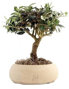 Olivo Bonsai Altezza 35 cm, Pianta Vera, Pianta da Interno ed Esterno - Vaso Artigianale di Terracotta - Bianco