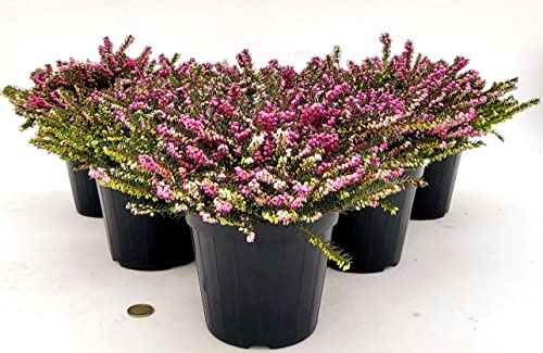 POWERS TO FLOWERS - ERICA CARNEA DARLEYENSIS ROSSA, 6 PIANTE, VASO 12CM DIAMETRO, piante vere