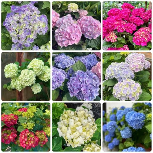 Semillas de hortensias, Semillas de perennes resistentes de otoño 400pcs