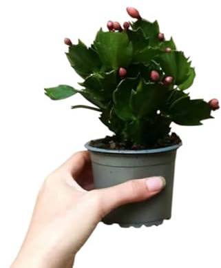 Schlumbergera en Maceta Planta Viva con Flores Exóticas de Invierno