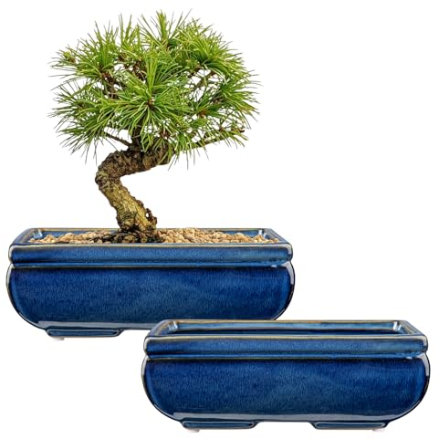 Oairse Set of 2 Bonsai Pots Shallow Succulent Planters for Live Bonsai Trees, 22cm/8.7 Ceramic Plant Pot for Indoor/Outdoor Succulents with Drainage Hole, Cactus Plant Pot, Blue Flower Pot