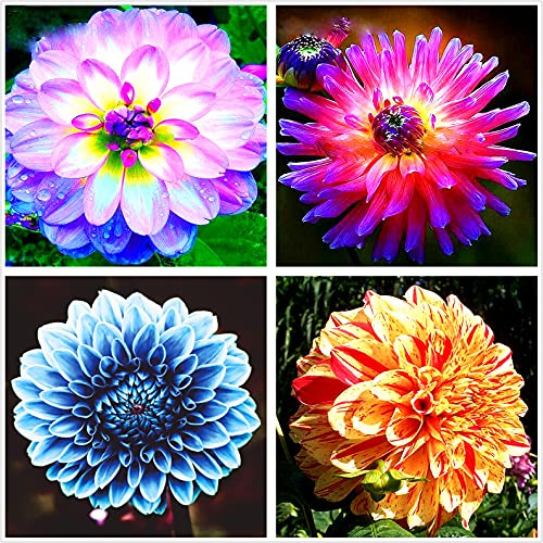 Bulbi Dalia,Decorazione del balcone,issimi Fiori Recisi,Abire l'ambiente,Decorazione Domestica,Erba Perenne-5 Bulbi