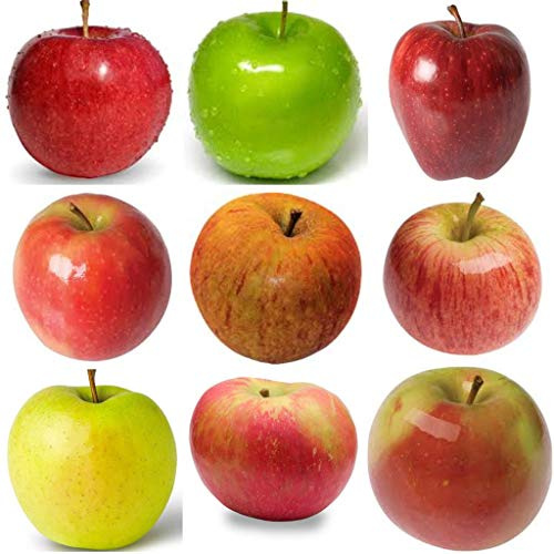 melo 9 varietà diverse 10 semi ciascuna etichettati singolarmente