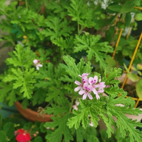 Semi di Pelargonium graveolens, geranio profumati al geranio limone, autunnali resistenti per balcone, giardino per la copertura 40pcs